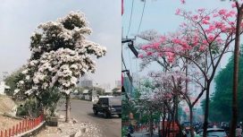 Perbedaan Bunga Sakura Dan Tabebuya