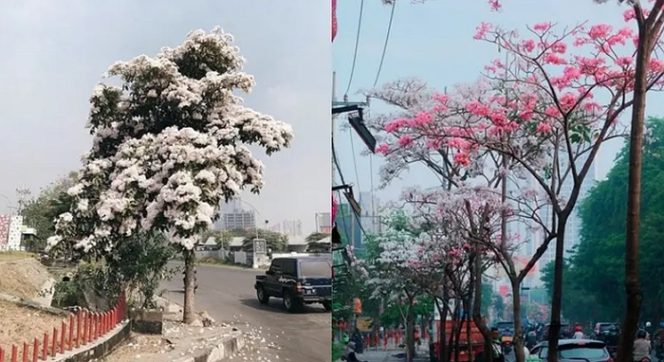 
					Perbedaan Bunga Sakura Dan Tabebuya