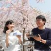 Tips Agar Bisa Menikmati Keindahan Bunga Sakura Di Jepang