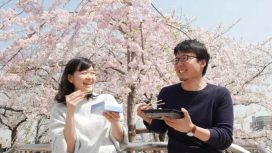 Tips Agar Bisa Menikmati Keindahan Bunga Sakura Di Jepang
