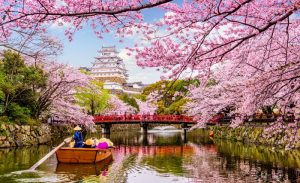 Tips Agar Bisa Menikmati Keindahan Bunga Sakura Di Jepang