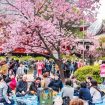 Tips Saat Menghadiri Tradisi Hanami Saat Sakura Bermekaran