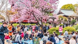 Tips Saat Menghadiri Tradisi Hanami Saat Sakura Bermekaran