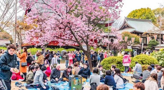 
					Tips Saat Menghadiri Tradisi Hanami Saat Sakura Bermekaran