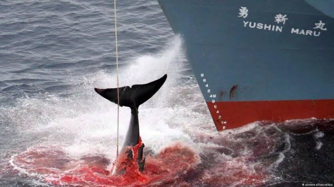
					Era Baru Kapal Kangei Maru Jepang Meneguhkan Tradisi Perburuan Paus Kontroversial