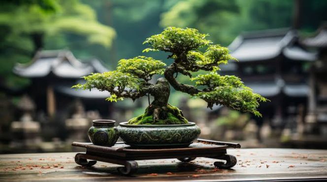 
					Menelusuri Keindahan Abadi, Seni Bonsai di Hanazawa Myoshun-en