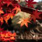 momiji