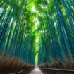 7 Aktivitas Mag⁠is Di Arashiyama Bamboo Forest Selain​ Foto, Dari Sungai Hozu Hingga Kuil Rah⁠asi​a