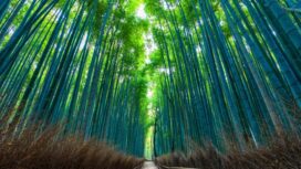7 Aktivitas Mag⁠is Di Arashiyama Bamboo Forest Selain​ Foto, Dari Sungai Hozu Hingga Kuil Rah⁠asi​a