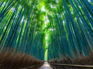 7 Aktivitas Mag⁠is Di Arashiyama Bamboo Forest Selain​ Foto, Dari Sungai Hozu Hingga Kuil Rah⁠asi​a