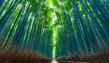 7 Aktivitas Mag⁠is Di Arashiyama Bamboo Forest Selain​ Foto, Dari Sungai Hozu Hingga Kuil Rah⁠asi​a