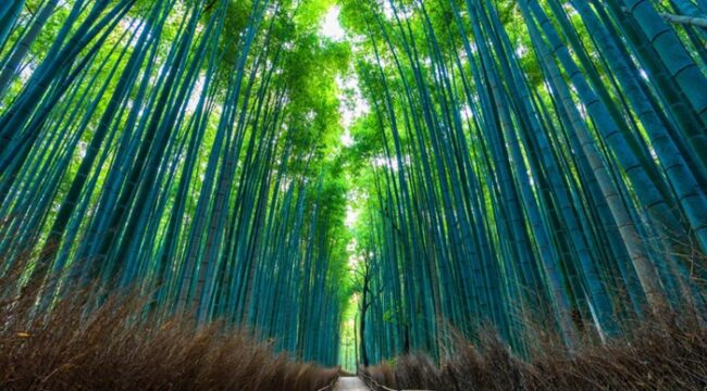 7 Aktivitas Mag⁠is Di Arashiyama Bamboo Forest Selain​ Foto, Dari Sungai Hozu Hingga Kuil Rah⁠asi​a