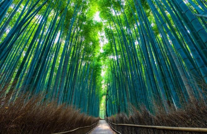 
					7 Aktivitas Mag⁠is Di Arashiyama Bamboo Forest Selain​ Foto, Dari Sungai Hozu Hingga Kuil Rah⁠asi​a