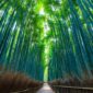 7 Aktivitas Mag⁠is Di Arashiyama Bamboo Forest Selain​ Foto, Dari Sungai Hozu Hingga Kuil Rah⁠asi​a