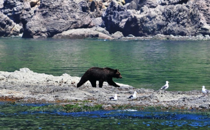 Panduan Lengkap Jelajah Taman Nasional Shiretoko 2025: Wildlife, Kuliner, Dan Budaya Ainu