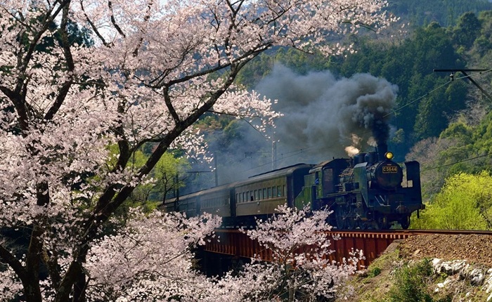 5 Rute Kereta Di Jepang Paling Instagramable Untuk Melihat Daun Musim Gugur