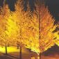 Inilah 5 Spot Ginkgo Terbaik Di Jepang 2026