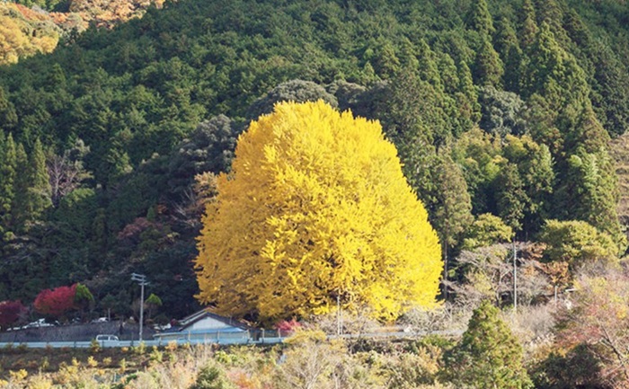 Inilah 5 Spot Ginkgo Terbaik Di Jepang 2026