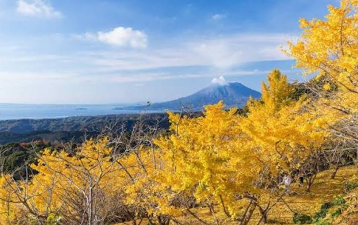 Inilah 5 Spot Ginkgo Terbaik Di Jepang 2026