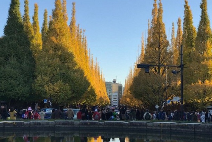Inilah 5 Spot Ginkgo Terbaik Di Jepang 2026