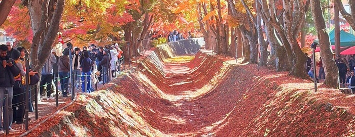 Momiji Corridor Di Kawaguchi Ko, Terowongan Daun Maple 150 Meter Dengan Latar Gunung Fuji