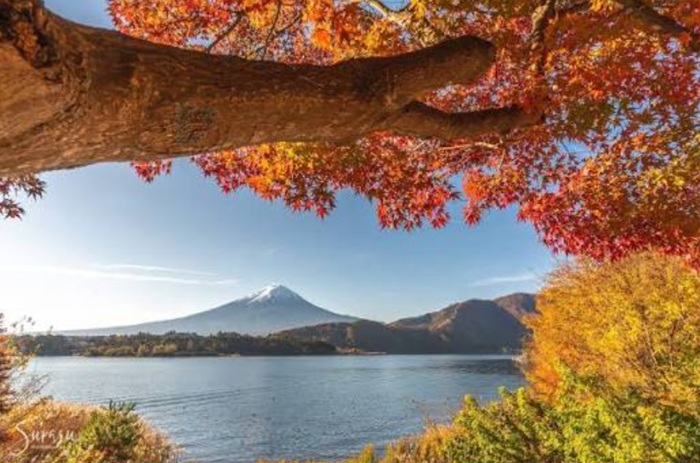 Momiji Corridor Di Kawaguchi Ko, Terowongan Daun Maple 150 Meter Dengan Latar Gunung Fuji