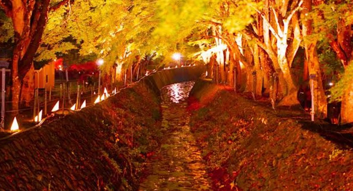 Momiji Corridor Di Kawaguchi Ko, Terowongan Daun Maple 150 Meter Dengan Latar Gunung Fuji