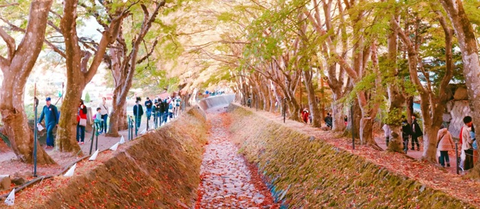 Momiji Corridor Di Kawaguchi Ko, Terowongan Daun Maple 150 Meter Dengan Latar Gunung Fuji