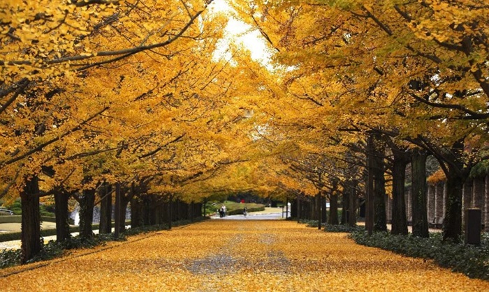 Ryokotomo - Panduan Lengkap Koyo 2026 dari Hokkaido hingga Kyoto 6ab21f7fdbca6 Panduan Lengkap Koyo 2026 Dari Hokkaido Hingga Kyoto
