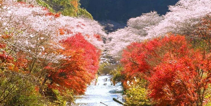 5 Hidden Gems Wisata Musim Gugur Jepang 2026 Anti Mainstream