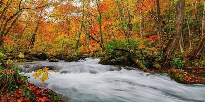 5 Hidden Gems Wisata Musim Gugur Jepang 2026 Anti Mainstream