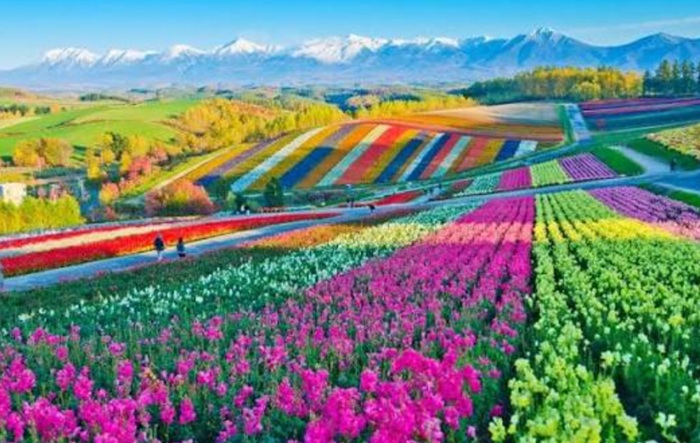 Ryokotomo - Rekomendasi Destinasi Daun Merah Terawal di Hokkaido untuk Liburan 6ac84defcd8ff Rekomendasi Destinasi Daun Merah Terawal Di Hokkaido Untuk Liburan