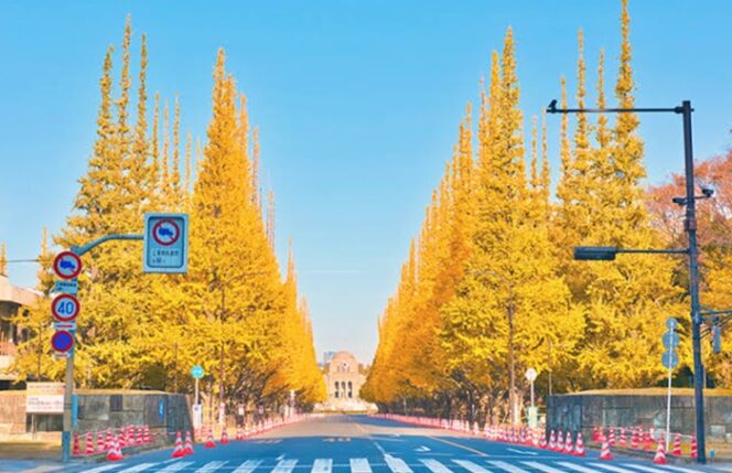 
					Spot Terbaik Melihat Pohon Ginkgo Keemasan Di Tokyo 2026