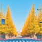 Spot Terbaik Melihat Pohon Ginkgo Keemasan Di Tokyo 2026
