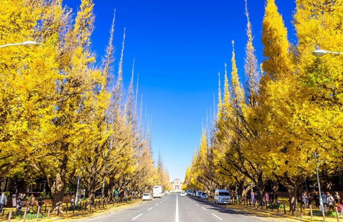 Spot Terbaik Melihat Pohon Ginkgo Keemasan Di Tokyo 2026
