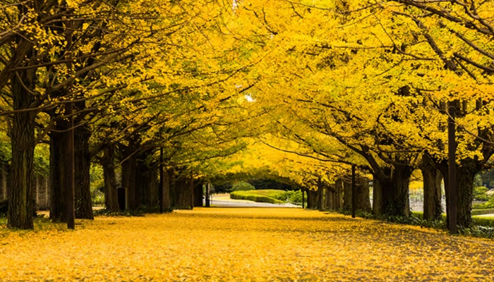 Spot Terbaik Melihat Pohon Ginkgo Keemasan Di Tokyo 2026