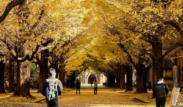 Spot Terbaik Melihat Pohon Ginkgo Keemasan Di Tokyo 2026