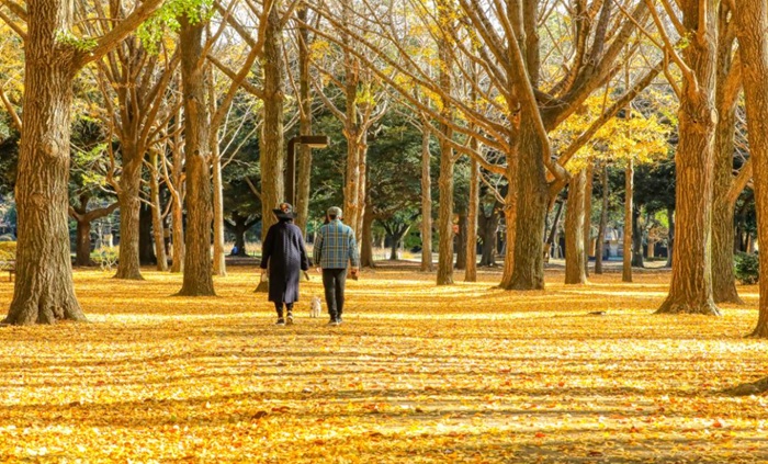 Spot Terbaik Melihat Pohon Ginkgo Keemasan Di Tokyo 2026