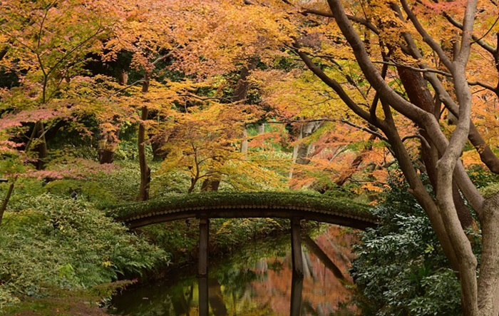Spot Terbaik Melihat Pohon Ginkgo Keemasan Di Tokyo 2026